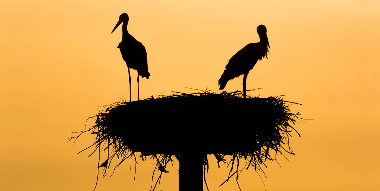 Birdnesting na scheiding, waar ouders wisselen in plaats van de kinderen.